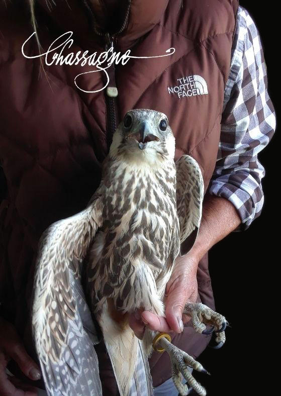 Handling a Falcon
